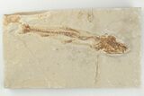 4.2" Cretaceous Fossil Fish (Charitosomus) - Lebanon - #200791-1